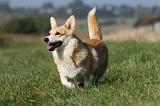 CORGI PEMBROKE 1102